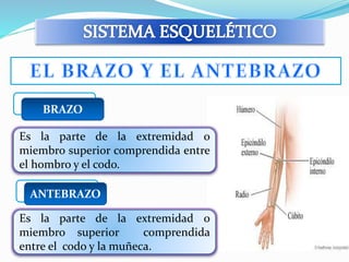 BRAZO 
Es la parte de la extremidad o 
miembro superior comprendida entre 
el hombro y el codo. 
ANTEBRAZO 
Es la parte de la extremidad o 
miembro superior comprendida 
entre el codo y la muñeca. 
 
