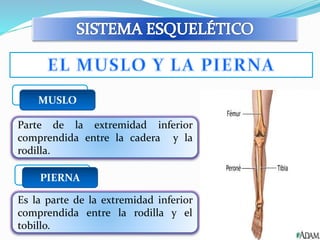 MUSLO 
Parte de la extremidad inferior 
comprendida entre la cadera y la 
rodilla. 
PIERNA 
Es la parte de la extremidad inferior 
comprendida entre la rodilla y el 
tobillo. 
 