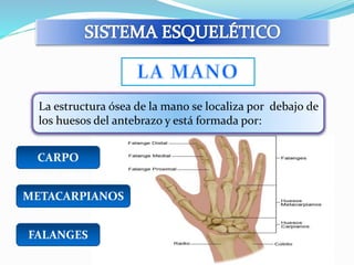 La estructura ósea de la mano se localiza por debajo de 
los huesos del antebrazo y está formada por: 
CARPO 
METACARPIANOS 
FALANGES 
 