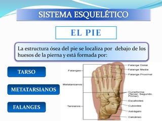 La estructura ósea del pie se localiza por debajo de los 
huesos de la pierna y está formada por: 
TARSO 
METATARSIANOS 
FALANGES 
 
