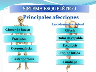 Cáncer de hueso 
Fracturas 
Osteomalacia 
Osteoporosis 
Cifosis 
Dolor de espalda 
Escoliosis 
Espina bífida 
Lumbago 
 