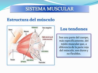 Son una parte del cuerpo, 
más específicamente, del 
tejido muscular que, a 
diferencia de la parte roja 
del músculo, son duros y 
no flexibles. 
 