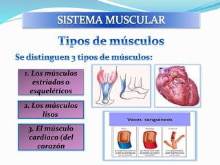 1. Los músculos 
estriados o 
esqueléticos 
2. Los músculos 
lisos 
3. El músculo 
cardiaco (del 
corazón 
 