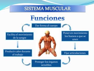 Dar forma al cuerpo 
Poner en movimiento 
los huesos a que se 
unen 
Proteger los órganos 
sensibles 
Facilita el movimiento 
de la sangre 
Producir calor durante 
el trabajo 
Fijar articulaciones 
 