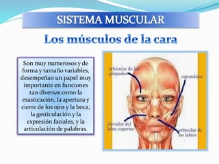 Son muy numerosos y de 
forma y tamaño variables, 
desempeñan un papel muy 
importante en funciones 
tan diversas como la 
masticación, la apertura y 
cierre de los ojos y la boca, 
la gesticulación y la 
expresión faciales, y la 
articulación de palabras. 
 