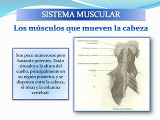 Son poco numerosos pero 
bastante potentes. Están 
situados a la altura del 
cuello, principalmente en 
su región posterior, y se 
disponen entre la cabeza, 
el tórax y la columna 
vertebral. 
 