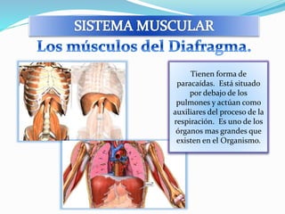 Tienen forma de 
paracaídas. Está situado 
por debajo de los 
pulmones y actúan como 
auxiliares del proceso de la 
respiración. Es uno de los 
órganos mas grandes que 
existen en el Organismo. 
 