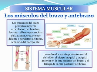 Los músculos del brazo 
permiten mover la 
articulación del hombro, 
levantar el brazo por encima 
de la cabeza, cruzarlo por 
delante o por detrás del tórax, 
separarlo del cuerpo, etc. 
Los músculos mas importantes son el 
deltoides, el bíceps braquial y braquial 
anterior en la cara anterior del brazo, y el 
tríceps de la cara posterior del brazo. 
 