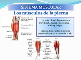 Los músculos de la pierna dan 
movilidad a las articulaciones del 
tobillo y del pie. 
El conjunto de estos músculos 
permiten levantar el talón del suelo. 
 