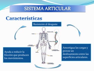 Resistente al desgaste 
Amortigua las cargas y 
provee un 
deslizamiento entre las 
superficies articulares. 
Ayuda a reducir la 
fricción que producen 
los movimientos. 
 