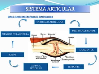 CARTILAGO ARTICULAR 
MEMBRANA SINOVIAL 
TENDONES 
CAPSULA 
ARTICULAR 
BURSAS 
LIGAMENTOS 
MENISCO EN LA RODILLA 
 