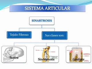 Tejido Fibroso Sus clases son: 
 