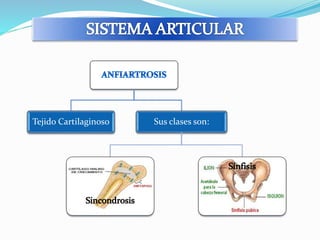 Tejido Cartilaginoso Sus clases son: 
 