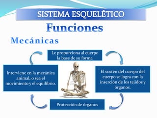 Le proporciona al cuerpo 
la base de su forma 
El sostén del cuerpo del 
cuerpo se logra con la 
inserción de los tejidos y 
órganos. 
Protección de órganos 
Interviene en la mecánica 
animal, o sea el 
movimiento y el equilibrio. 
 