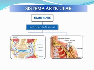Articulación Sinovial 
 