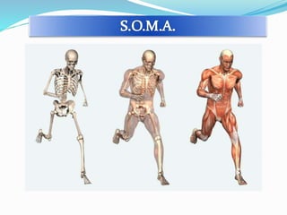 Sistema OsteMioArticular Completo