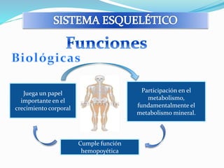 Participación en el 
metabolismo, 
fundamentalmente el 
metabolismo mineral. 
Cumple función 
hemopoyética 
Juega un papel 
importante en el 
crecimiento corporal 
 