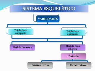 Tejido óseo 
compacto 
Tejido óseo 
esponjoso 
Medula ósea roja 
Medula ósea 
amarilla 
Periostio 
VARIEDADES 
Estrato externo Estrato interno 
 