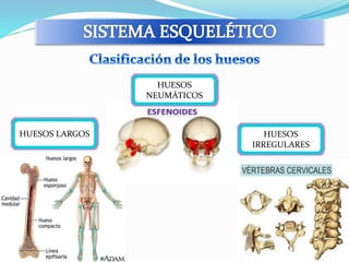HUESOS LARGOS 
HUESOS 
NEUMÁTICOS 
HUESOS 
IRREGULARES 
 