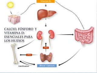 CALCIO, FÓSFORO Y 
VITAMINA D: 
ESENCIALES PARA 
LOS HUESOS 
 