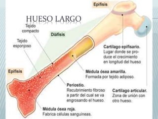 HUESO LARGO 
 