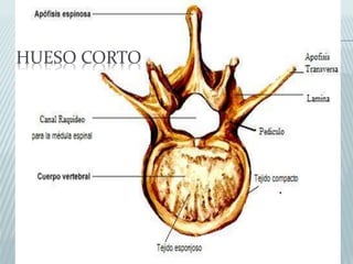 HUESO CORTO 
 