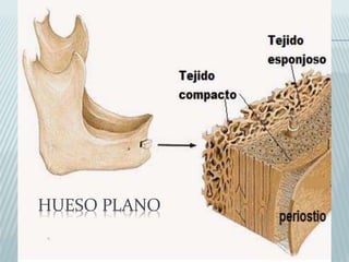HUESO PLANO 
 