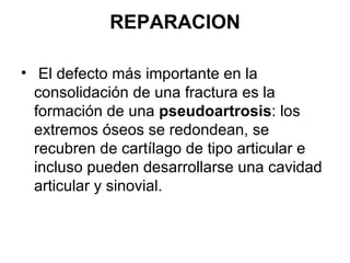 REPARACION El defecto más importante en la consolidación de una fractura es la formación de una  pseudoartrosis : los extremos óseos se redondean, se recubren de cartílago de tipo articular e incluso pueden desarrollarse una cavidad articular y sinovial. 