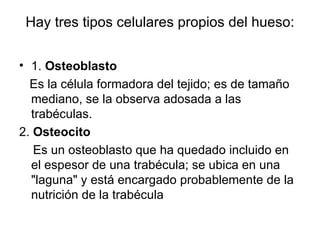 Hay tres tipos celulares propios del hueso: 1.  Osteoblasto Es la célula formadora del tejido; es de tamaño mediano, se la observa adosada a las trabéculas.  2.  Osteocito Es un osteoblasto que ha quedado incluido en el espesor de una trabécula; se ubica en una "laguna" y está encargado probablemente de la nutrición de la trabécula 