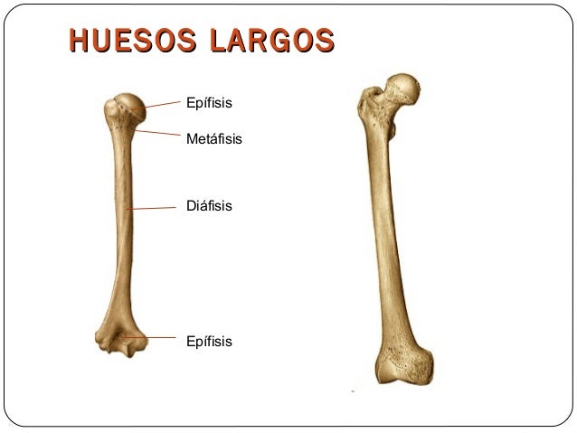 Sistema osteoartromuscular