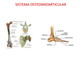 SISTEMA OSTEOMIOARTICULAR
 