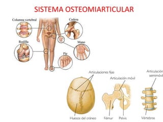 SISTEMA OSTEOMIARTICULAR
 