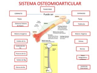 SISTEMA OSTEOMIOARTICULAR
                     TEJIDO OSEO

CCOMPACTO                           CESPONJOSO
                     Puede ser
    Tiene                             Tiene

COsteonas Sistema                    CTrabéculas
    de Havers



Materia Inorgánica   Contiene      Materia Orgánica



   Fosfato de Ca                       Células

  Carbonato de
       Ca
                                         Nervios

  Fluoruro de Ca
                                           Vasos
                                       Sanguineos y
  Cfosfato de Mg                         Linfaticos



                                           Sustancias
  Cloruro de Na
                                          Intercelular
 