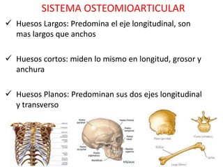 SISTEMA OSTEOMIOARTICULAR
 Huesos Largos: Predomina el eje longitudinal, son
  mas largos que anchos

 Huesos cortos: miden lo mismo en longitud, grosor y
  anchura

 Huesos Planos: Predominan sus dos ejes longitudinal
  y transverso
 