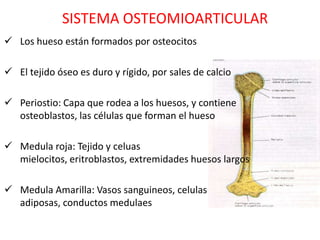 SISTEMA OSTEOMIOARTICULAR
 Los hueso están formados por osteocitos

 El tejido óseo es duro y rígido, por sales de calcio

 Periostio: Capa que rodea a los huesos, y contiene
  osteoblastos, las células que forman el hueso

 Medula roja: Tejido y celuas
  mielocitos, eritroblastos, extremidades huesos largos

 Medula Amarilla: Vasos sanguineos, celulas
  adiposas, conductos medulaes
 