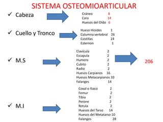 SISTEMA OSTEOMIOARTICULAR
 Cabeza               Cráneo
                       Cara
                                       8
                                       14
                       Huesos del Oído 6

                      Hueso Hioides     1
 Cuello y Tronco     Columna vertebral 26
                      Costillas         24
                      Esternon           1

                    Clavícula         2
                    Escapula          2
 M.S               Humero
                    Cubito
                                      2
                                      2
                                                206
                    Radio              2
                    Huesos Carpianos 16
                    Huesos Metacarpianos 10
                    Falanges           14
                     Coxal o Iliaco      2
                     Femur               2
                     Tibia              2
                     Perone             2
 M.I                Rotula              2
                     Huesos del Tarso   14
                     Huesos del Metatarso 10
                     Falanges              28
 