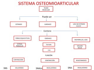 SISTEMA OSTEOMIOARTICULAR
                                        TEJIDO
                                       MUSCULAR



                                   Puede ser


       CESTRIADO                        CCARDIACO               CLISO, NO ESTRADO
                                                                      visceral


                                        Contiene


        FIBRAS ESQUELETICAS              CARDIACO
                                                                   MIOFIBRILLAS, LISAS

         ESTRIAS                           Estriado
        PARALELAS                                                     CELULAS
                                                                       AGUJA
                                            CLiso


                                          FUNCIÓN

      CONTRACCIÓN                         CONTRACCIÓN                REVESTIMIENTO




SNS    VOLUNTARIO             SNA(v)       INVOLUNTARIO   SNA          INVOLUNTARIO
 