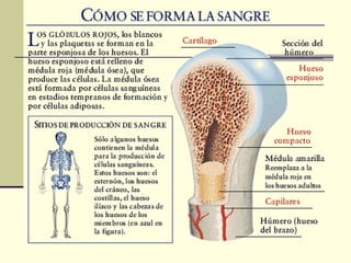 🞂 Los huesos son órganos vivos que se están
renovando constantemente, gracias a las células
óseas.
🞂 El tejido óseo combin...