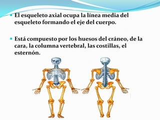  El esqueleto axial ocupa la línea media del
 esqueleto formando el eje del cuerpo.

 Está compuesto por los huesos del cráneo, de la
 cara, la columna vertebral, las costillas, el
 esternón.
 