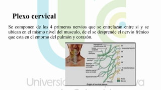 Plexo cervical
Se componen de los 4 primeros nervios que se entrelazan entre si y se
ubican en el mismo nivel del musculo, de el se desprende el nervio frénico
que esta en el entorno del pulmón y corazón.
 