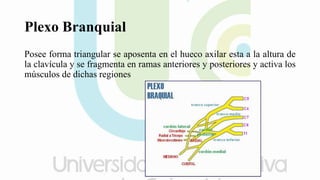 Plexo Branquial
Posee forma triangular se aposenta en el hueco axilar esta a la altura de
la clavícula y se fragmenta en ramas anteriores y posteriores y activa los
músculos de dichas regiones
 