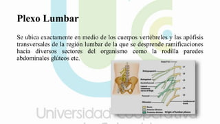 Plexo Lumbar
Se ubica exactamente en medio de los cuerpos vertébreles y las apófisis
transversales de la región lumbar de la que se desprende ramificaciones
hacia diversos sectores del organismo como la rodilla paredes
abdominales glúteos etc.
 