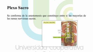 Plexo Sacro
Se conforma de la anastomosis que constituye entre si las mayorías de
las ramas nerviosas sacras.
 