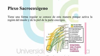 Plexo Sacrocoxigeno
Tiene una forma regular se conoce de esta manera porque activa la
región del muslo y de la piel de la parte coccígea.
 