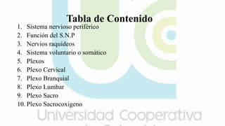 Tabla de Contenido
1. Sistema nervioso periférico
2. Función del S.N.P
3. Nervios raquídeos
4. Sistema voluntario o somático
5. Plexos
6. Plexo Cervical
7. Plexo Branquial
8. Plexo Lumbar
9. Plexo Sacro
10. Plexo Sacrocoxigeno
 
