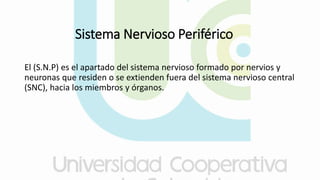 Sistema Nervioso Periférico
El (S.N.P) es el apartado del sistema nervioso formado por nervios y
neuronas que residen o se extienden fuera del sistema nervioso central
(SNC), hacia los miembros y órganos.
 