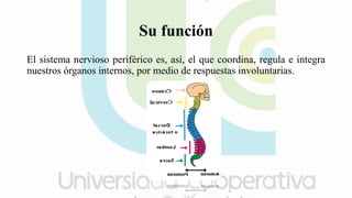 Su función
El sistema nervioso periférico es, así, el que coordina, regula e integra
nuestros órganos internos, por medio de respuestas involuntarias.
 