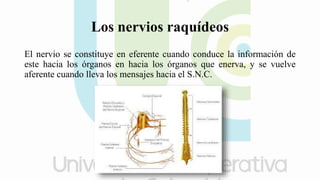 Los nervios raquídeos
El nervio se constituye en eferente cuando conduce la información de
este hacia los órganos en hacia los órganos que enerva, y se vuelve
aferente cuando lleva los mensajes hacia el S.N.C.
 