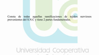 Consta de todas aquellas ramificaciones de tejidos nerviosos
provenientes del S.N.C y tiene 2 partes fundamentales.
 