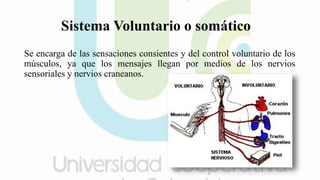 Sistema Voluntario o somático
Se encarga de las sensaciones consientes y del control voluntario de los
músculos, ya que los mensajes llegan por medios de los nervios
sensoriales y nervios craneanos.
 